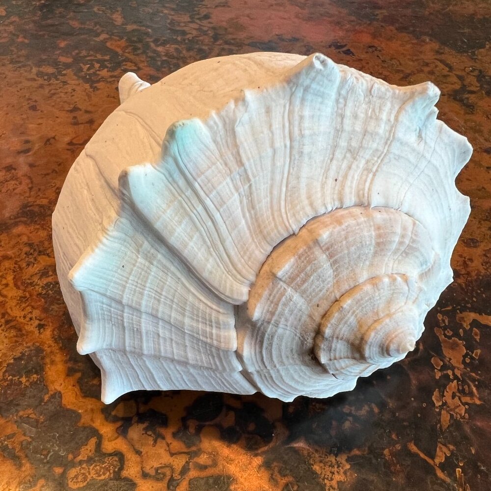 Large Natural & Beautiful Shell - Picture 3 of 8